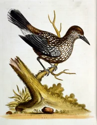 Akvarelillustration fra en bog om sjældne fugle af G Edwards 1750. George Edwards (1694-1773) var en britisk naturforsker og ornitolog. Han rejste meget rundt i Europa og studerede naturhistorie og fugle i særdeleshed. Han opnåede en vis anerkendelse
