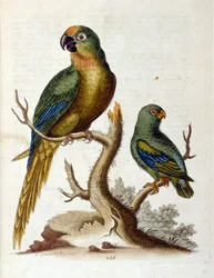Akvarelillustration fra en bog om sjældne fugle af G Edwards 1750. George Edwards (1694-1773) var en britisk naturforsker og ornitolog. Han rejste meget rundt i Europa og studerede naturhistorie og fugle i særdeleshed. Han opnåede en vis anerkendelse