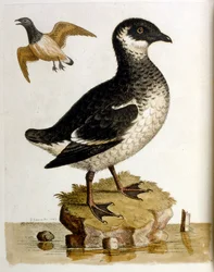 Akvarelillustration fra en bog om sjældne fugle af G Edwards 1750. George Edwards (1694-1773) var en britisk naturforsker og ornitolog. Han rejste meget rundt i Europa og studerede naturhistorie og fugle i særdeleshed. Han opnåede en vis anerkendelse