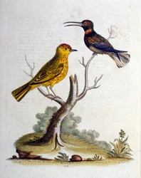Akvarelillustration fra en bog om sjældne fugle af G Edwards 1750. George Edwards (1694-1773) var en britisk naturforsker og ornitolog. Han rejste meget rundt i Europa og studerede naturhistorie og fugle i særdeleshed. Han opnåede en vis anerkendelse