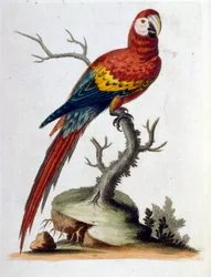 Akvarelillustration fra en bog om sjældne fugle af G Edwards 1750. George Edwards (1694-1773) var en britisk naturforsker og ornitolog. Han rejste meget rundt i Europa og studerede naturhistorie og fugle i særdeleshed. Han opnåede en vis anerkendelse