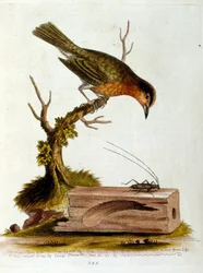 Akvarelillustration fra en bog om sjældne fugle af G Edwards 1750. George Edwards (1694-1773) var en britisk naturforsker og ornitolog. Han rejste meget rundt i Europa og studerede naturhistorie og fugle i særdeleshed. Han opnåede en vis anerkendelse