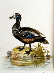 Akvarelillustration fra en bog om sjældne fugle af G Edwards 1750. George Edwards (1694-1773) var en britisk naturforsker og ornitolog. Han rejste meget rundt i Europa og studerede naturhistorie og fugle i særdeleshed. Han opnåede en vis anerkendelse
