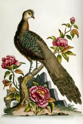 Akvarelillustration fra en bog om sjældne fugle af G Edwards 1750. George Edwards (1694-1773) var en britisk naturforsker og ornitolog. Han rejste meget rundt i Europa og studerede naturhistorie og fugle i særdeleshed. Han opnåede en vis anerkendelse