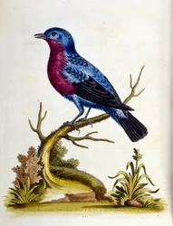 Akvarelillustration fra en bog om sjældne fugle af G Edwards 1750. George Edwards (1694-1773) var en britisk naturforsker og ornitolog. Han rejste meget rundt i Europa og studerede naturhistorie og fugle i særdeleshed. Han opnåede en vis anerkendelse