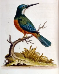 Akvarelillustration fra en bog om sjældne fugle af G Edwards 1750. George Edwards (1694-1773) var en britisk naturforsker og ornitolog. Han rejste meget rundt i Europa og studerede naturhistorie og fugle i særdeleshed. Han opnåede en vis anerkendelse