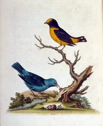 Akvarelillustration fra en bog om sjældne fugle af G Edwards 1750. George Edwards (1694-1773) var en britisk naturforsker og ornitolog. Han rejste meget rundt i Europa og studerede naturhistorie og fugle i særdeleshed. Han opnåede en vis anerkendelse
