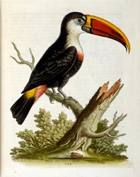 Akvarelillustration fra en bog om sjældne fugle af G Edwards 1750. George Edwards (1694-1773) var en britisk naturforsker og ornitolog. Han rejste meget rundt i Europa og studerede naturhistorie og fugle i særdeleshed. Han opnåede en vis anerkendelse