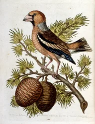 Akvarelillustration fra en bog om sjældne fugle af G Edwards 1750. George Edwards (1694-1773) var en britisk naturforsker og ornitolog. Han rejste meget rundt i Europa og studerede naturhistorie og fugle i særdeleshed. Han opnåede en vis anerkendelse