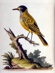Akvarelillustration fra en bog om sjældne fugle af G Edwards 1750. George Edwards (1694-1773) var en britisk naturforsker og ornitolog. Han rejste meget rundt i Europa og studerede naturhistorie og fugle i særdeleshed. Han opnåede en vis anerkendelse
