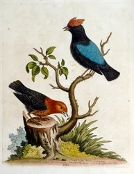 Akvarelillustration fra en bog om sjældne fugle af G Edwards 1750. George Edwards (1694-1773) var en britisk naturforsker og ornitolog. Han rejste meget rundt i Europa og studerede naturhistorie og fugle i særdeleshed. Han opnåede en vis anerkendelse