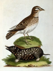 Akvarelillustration fra en bog om sjældne fugle af G Edwards 1750. George Edwards (1694-1773) var en britisk naturforsker og ornitolog. Han rejste meget rundt i Europa og studerede naturhistorie og fugle i særdeleshed. Han opnåede en vis anerkendelse