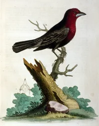 Akvarelillustration fra en bog om sjældne fugle af G Edwards 1750. George Edwards (1694-1773) var en britisk naturforsker og ornitolog. Han rejste meget rundt i Europa og studerede naturhistorie og fugle i særdeleshed. Han opnåede en vis anerkendelse
