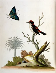 Akvarelillustration fra en bog om sjældne fugle af G Edwards 1750. George Edwards (1694-1773) var en britisk naturforsker og ornitolog. Han rejste meget rundt i Europa og studerede naturhistorie og fugle i særdeleshed. Han opnåede en vis anerkendelse