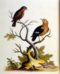 Akvarelillustration fra en bog om sjældne fugle af G Edwards 1750. George Edwards (1694-1773) var en britisk naturforsker og ornitolog. Han rejste meget rundt i Europa og studerede naturhistorie og fugle i særdeleshed. Han opnåede en vis anerkendelse