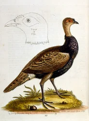 Akvarelillustration fra en bog om sjældne fugle af G Edwards 1750. George Edwards (1694-1773) var en britisk naturforsker og ornitolog. Han rejste meget rundt i Europa og studerede naturhistorie og fugle i særdeleshed. Han opnåede en vis anerkendelse
