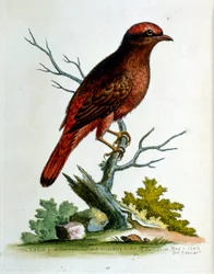 Akvarelillustration fra en bog om sjældne fugle af G Edwards 1750. George Edwards (1694-1773) var en britisk naturforsker og ornitolog. Han rejste meget rundt i Europa og studerede naturhistorie og fugle i særdeleshed. Han opnåede en vis anerkendelse