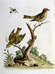 Akvarelillustration fra en bog om sjældne fugle af G Edwards 1750. George Edwards (1694-1773) var en britisk naturforsker og ornitolog. Han rejste meget rundt i Europa og studerede naturhistorie og fugle i særdeleshed. Han opnåede en vis anerkendelse