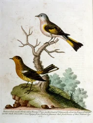 Akvarelillustration fra en bog om sjældne fugle af G Edwards 1750. George Edwards (1694-1773) var en britisk naturforsker og ornitolog. Han rejste meget rundt i Europa og studerede naturhistorie og fugle i særdeleshed. Han opnåede en vis anerkendelse