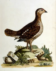 Akvarelillustration fra en bog om sjældne fugle af G Edwards 1750. George Edwards (1694-1773) var en britisk naturforsker og ornitolog. Han rejste meget rundt i Europa og studerede naturhistorie og fugle i særdeleshed. Han opnåede en vis anerkendelse