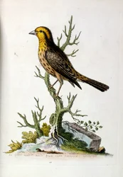 Akvarelillustration fra en bog om sjældne fugle af G Edwards 1750. George Edwards (1694-1773) var en britisk naturforsker og ornitolog. Han rejste meget rundt i Europa og studerede naturhistorie og fugle i særdeleshed. Han opnåede en vis anerkendelse