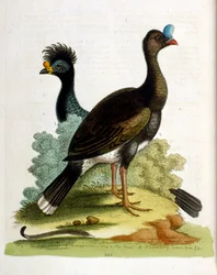 Akvarelillustration fra en bog om sjældne fugle af G Edwards 1750. George Edwards (1694-1773) var en britisk naturforsker og ornitolog. Han rejste meget rundt i Europa og studerede naturhistorie og fugle i særdeleshed. Han opnåede en vis anerkendelse