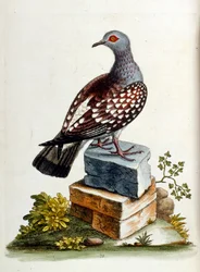 Akvarelillustration fra en bog om sjældne fugle af G Edwards 1750. George Edwards (1694-1773) var en britisk naturforsker og ornitolog. Han rejste meget rundt i Europa og studerede naturhistorie og fugle i særdeleshed. Han opnåede en vis anerkendelse