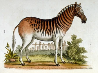 Akvarelillustration af zebra fra en bog om sjældne fugle af G Edwards fra 1750. George Edwards (1694-1773) var en britisk naturforsker og ornitolog. Han rejste meget rundt i Europa og studerede naturhistorie og fugle i særdeleshed. Han opnåede en del