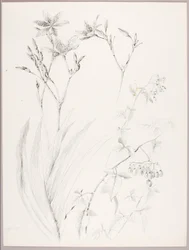 Uden titel (botanisk studie)