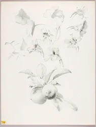 Uden titel (botanisk studie)