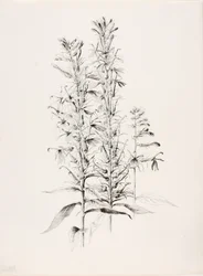 Uden titel (Kardinalblomst, Lobelia Cardinalis)