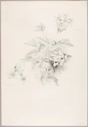 Uden titel (Dewberry og Blackberry)