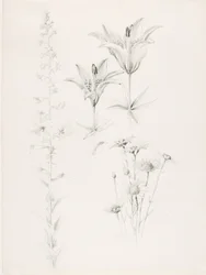 Uden titel (lilje, marguerit, hibiscus)