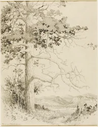 Uden titel (overføringstegning til Old Pine, Estes Park)