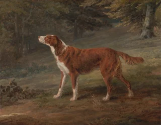 Ranger, en setter, ejet af Elizabeth Gray