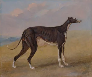 Turk, en greyhound, ejet af George Lane Fox