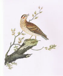Woodlark, Nature in Britain udgivet af Collins
