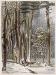 Winter, Impeded Traveler in a Pine Forest, fra Harveys Scenes of the Primitive Forest of America, 1841 (håndfarvet akvatint)