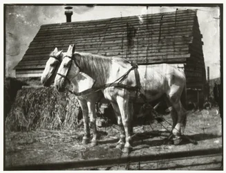 Heste ved Cruquiusweg