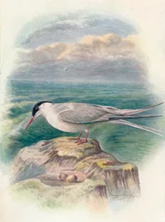 Arktisk tern - Sterna macrura, c1910, 1910