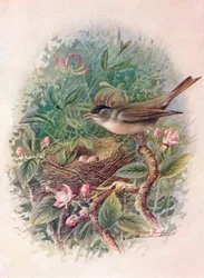 Blackcap - Sylvia atricapilla, c1910, 1910