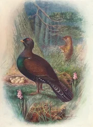 Capercaillie, c1910, 1910