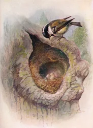 Coal-Tit - Parus ater, c1910, 1910