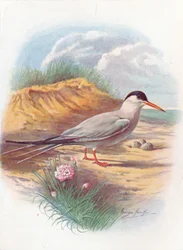Almindelig terne - Sterna fluviatilis, c1910, 1910