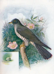 Gøg - Cuculus canorus, c1910, 1910