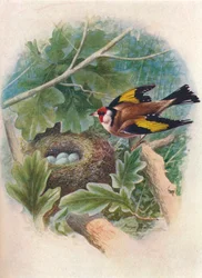 Guldfinke - Carduelis elegans, c1910, 1910