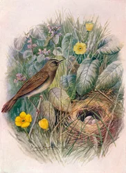 Græshoppe-sanger - Locustella naevia, c1910, 1910