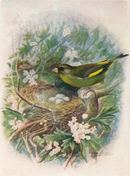 Grønfinke - Ligurinus chloris, c1910, 1910