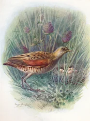 Landrail eller engsnarr - Crex pratensis, c1910, 1910