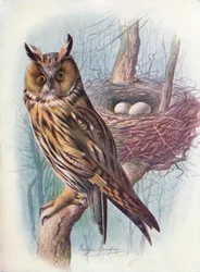 Langøret ugle - Asio otus, c1910, 1910